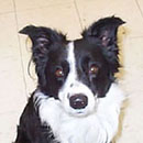 Memphis was adopted in April, 2003